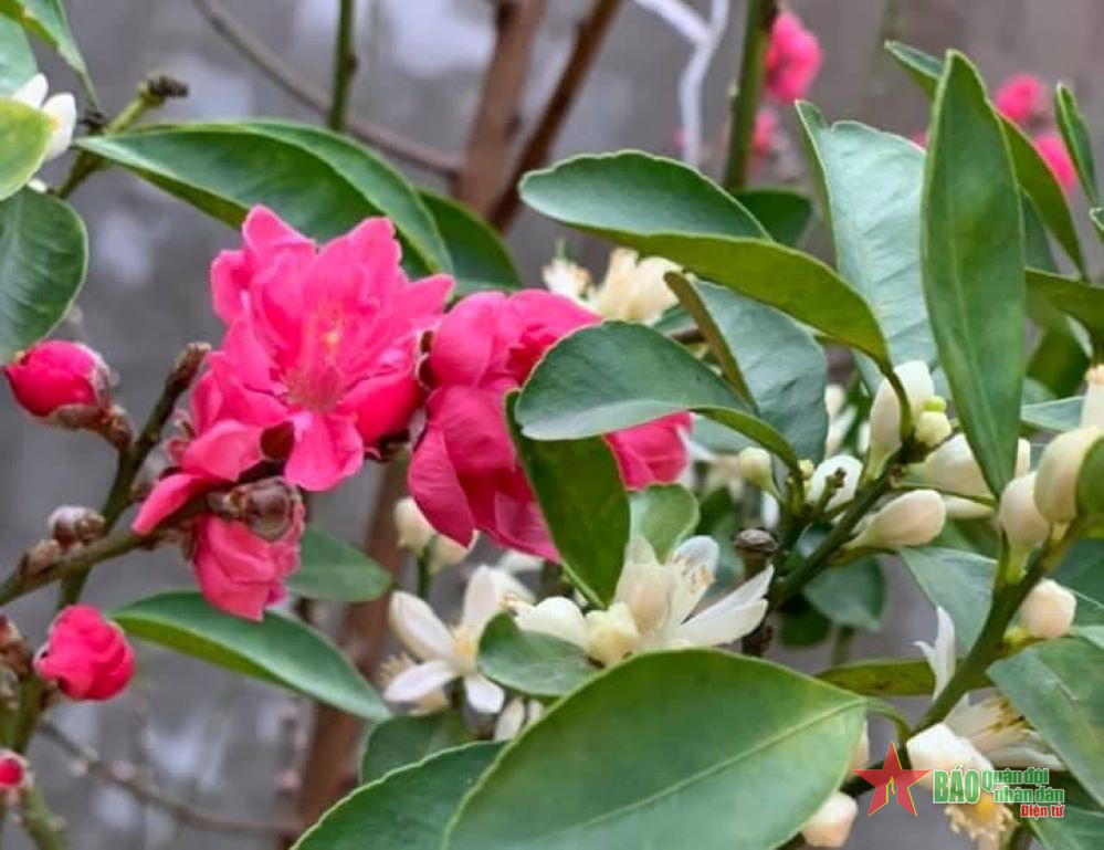 Xuân về thương nhớ Tết quê